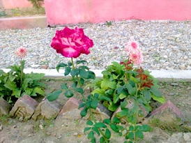 Flower : Rose
