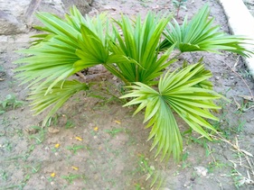 Flower : china palm