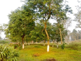 single tree land