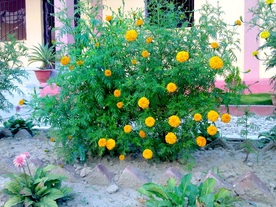 Flower : merigold