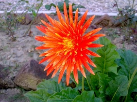 Flower: jarbera