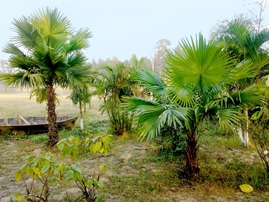 china palm trees